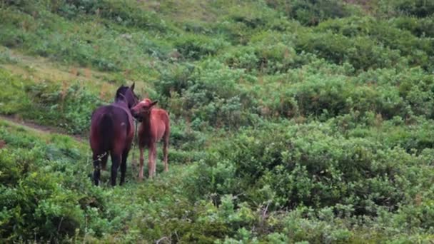 Två Hästarna Slickar Och Vårdar Varandra — Stockvideo