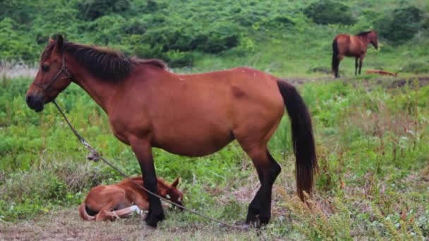 Беременная Лошадь Жеребенок Траве — стоковое видео