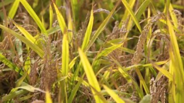 Sonbaharda pirinç tarlasında pirinç artışı