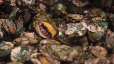 Jeju Adası 'ndaki Kore gıda pazarında taze çiğ abalone satılıyor.
