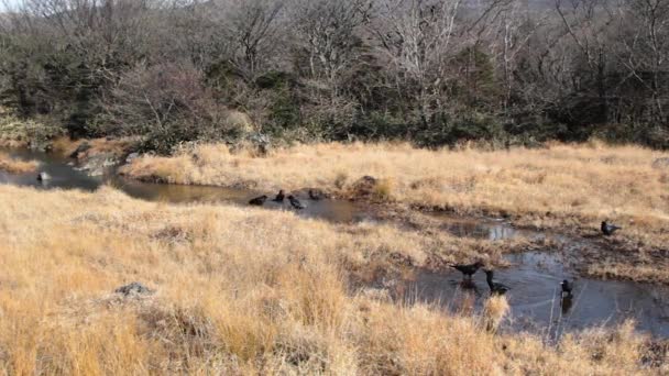 Cuervo Negro Disfrutando Naturaleza — Vídeo de stock