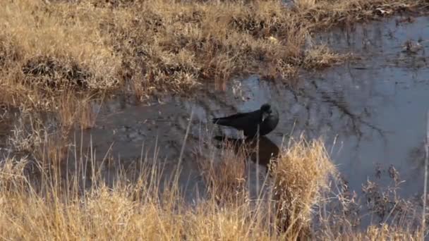黑色乌鸦在大自然中的享受 — 图库视频影像