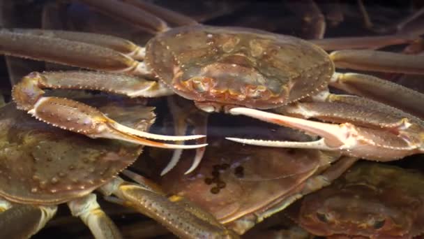 Krabbe Korea Meeresfrüchte Tank Riese — Stockvideo