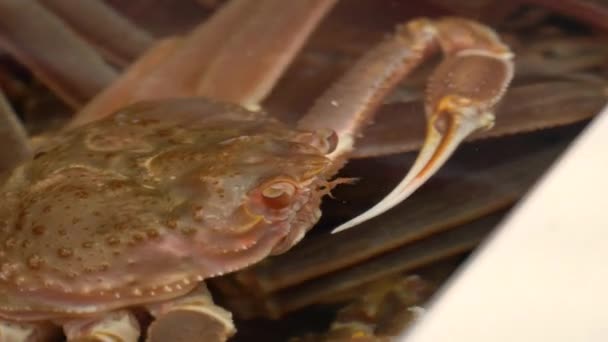 Cangrejo Corea Tanque Mariscos Gigante — Vídeos de Stock