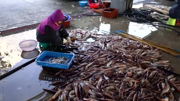 Ulleung Gun Suhyup National Federation Fisheries Cooperatives Jedong Port Ulleung — 图库视频影像