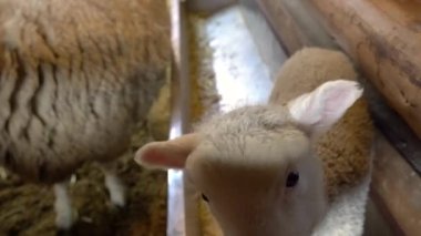 Daegwallyeong Kuzu Çiftliği, Pyeongchang, Güney Kore