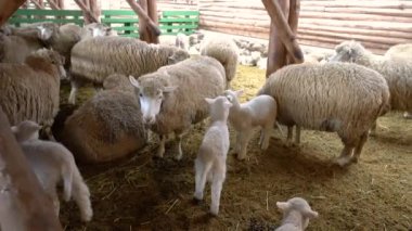 Daegwallyeong Kuzu Çiftliği, Pyeongchang, Güney Kore