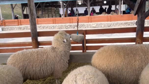 Gangwondo South Korea Dec 2019 Sheep Eating Nutrious Block Daegwallyeong — Stock Video