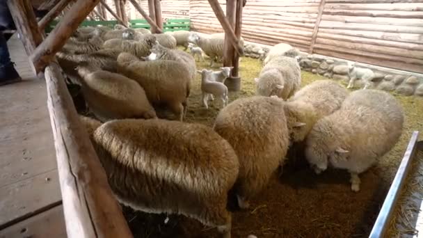 Domba Berjuang Peternakan Domba Daegwallyeong Gangwondo Korea Selatan — Stok Video