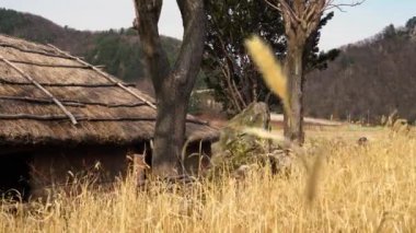 Ulleungdo, Kore 'de geleneksel sazdan ev.