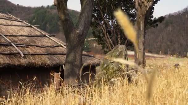 Maison Chaume Traditionnelle Ulleungdo Corée — Video