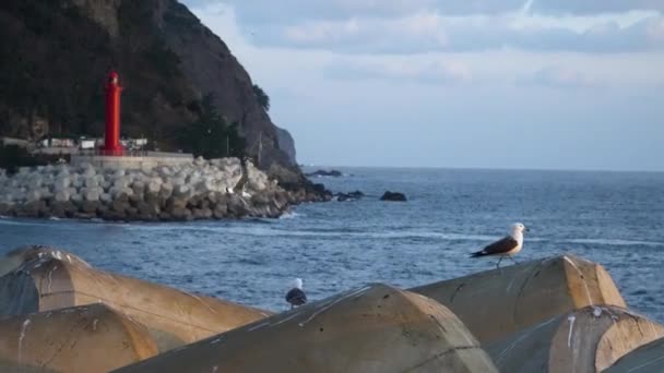 Beautiful Scenery Footage Jedong Port Seagull Lighthouse Ship Gyeongsangbuk Ulleungdo — Stock Video