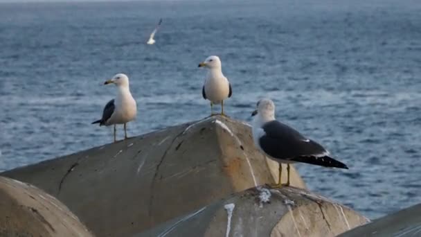 Prachtige Landschapsbeelden Rondom Jedong Port Seagull Vuurtoren Het Schip Gyeongsangbuk — Stockvideo