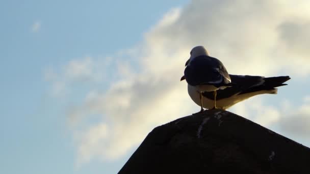 Prachtige Landschapsbeelden Rondom Jedong Port Seagull Vuurtoren Het Schip Gyeongsangbuk — Stockvideo