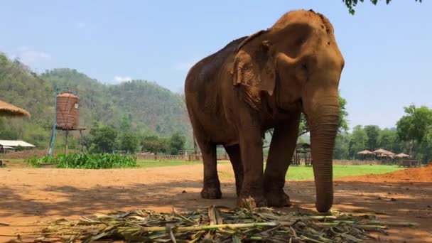 Chiang Mai Thailand Lehet 2018 Turista Lovaglás Elefántok Trekking Thaiföldön — Stock videók
