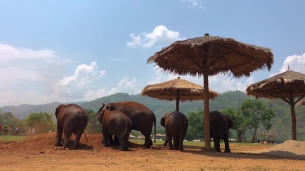 Chiang Mai Thailand Květen 2018 Turistická Jízda Slonech Trekking Thajsku — Stock video