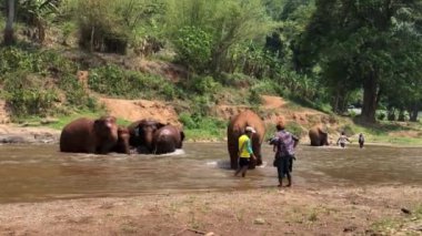 CHIANG MAI / THAILAND - 12 Mayıs 2018: Tayland 'da fil gezisi yapan turistler, Maetaman Fil Kampı' ndaki ormanda fillere biniyor..