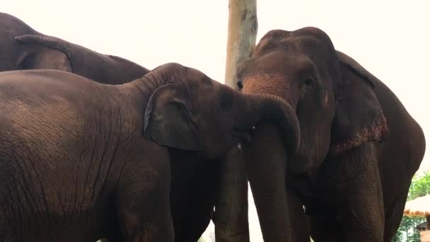 Chiang Mai Tajlandia Maja 2018 Turystyka Słoniach Trekking Tajlandii Młodzi — Wideo stockowe