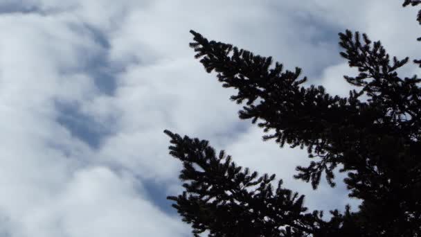 云和树 — 图库视频影像