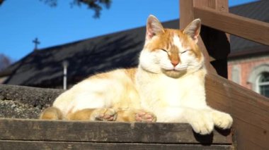 Yongsomak Katolik Kilisesi 'nde sokak kedisi, Wonju, Güney Kore