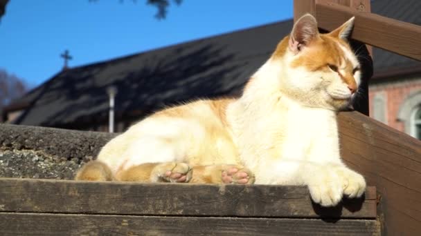 Stray Cat Yongsomak Catholic Church Wonju Coreia Sul — Vídeo de Stock