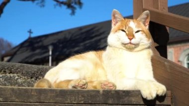 Yongsomak Katolik Kilisesi 'nde sokak kedisi, Wonju, Güney Kore
