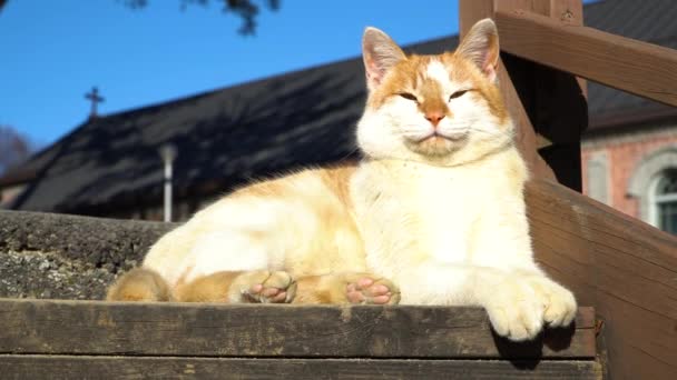 Stray Cat Yongsomak Catholic Church Wonju Coreia Sul — Vídeo de Stock