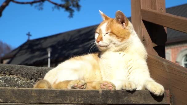 Stray Cat Yongsomak Catholic Church Wonju South Korea — Stock Video