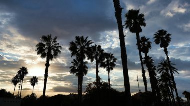 palmiyelerle gün doğumu ya da gün batımı