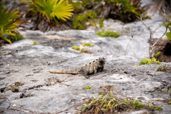 Iguana sits on a stone floor and relaxes under the Mexican sun near the beach (popular travel destination, maybe after the Corona crisis) - Tulum, Mexico