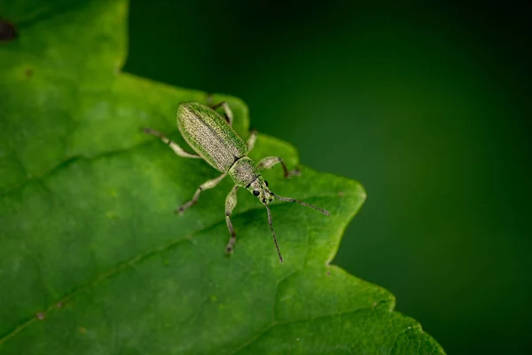 Bug sitting on a green leaf in a Bavarian forest/tree, Germany (Macro Shot)