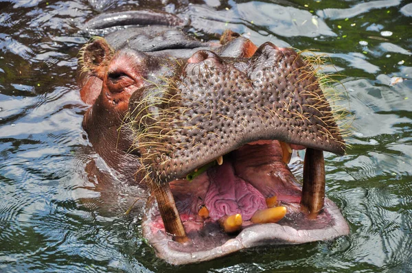 Retrato Hyppopotamus Hippo Nadando Agua Puede Ver Los Dientes Afilados — Foto de Stock