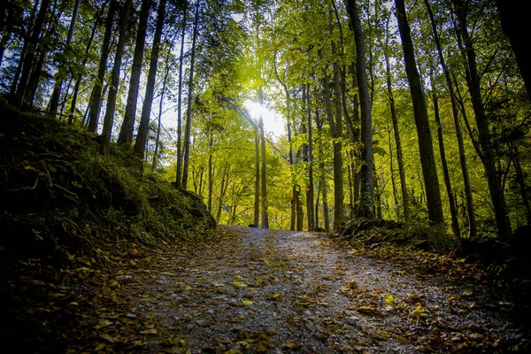 A moody gravel path leads through a lush, green deciduous forest in the Bavarian Alps while sun rays are shining - an excursion and a hike on a cloudy autumn day - Autumn, hiking and mountain concept