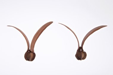 Beyaz arka plan üzerinde izole Dipterocarpus alatus tohum