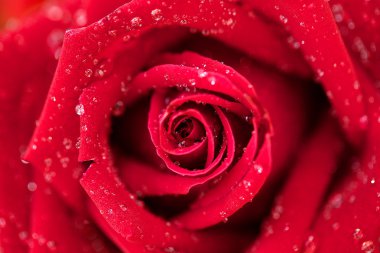 Nokta su üzerinde kırmızı gül kadar kapatın