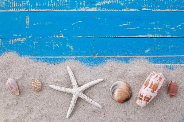 White sand star fish and shells — Stock Photo, Image