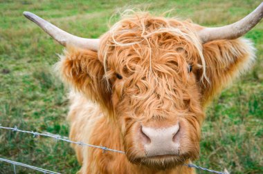 Dost canlısı bir dağ ineği merhaba demeye geliyor.