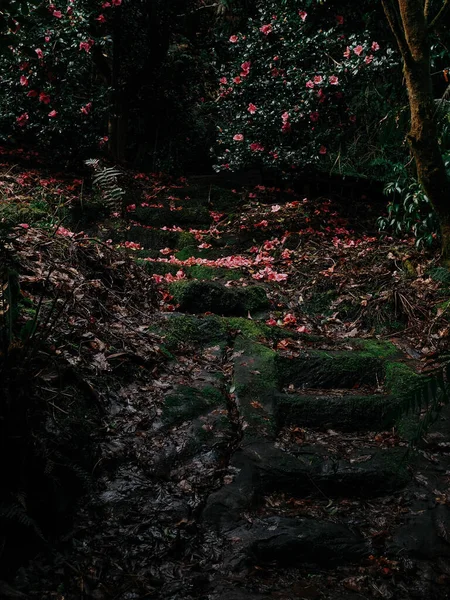 Dark Path through a garden unused for many years