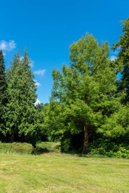 Manzara bahçesi ve Luetsburg Şatosu 'nun kale parkı. Luetsburg, Almanya 'nın Kuzey Denizi kıyısındaki Kuzey Frizya' da yer alır.