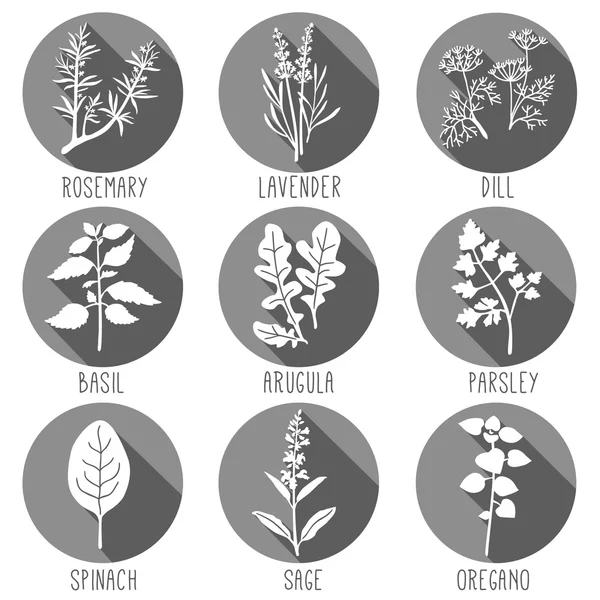 Fresh herbs and spices — Stock Vector