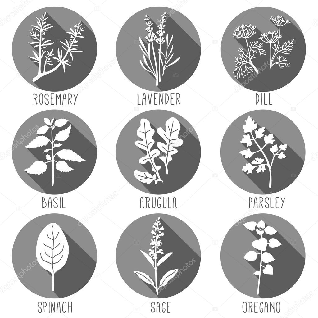 Fresh herbs and spices icon set. Vector illustration.