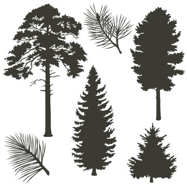 iğne yapraklı ağaçlar silhouettes