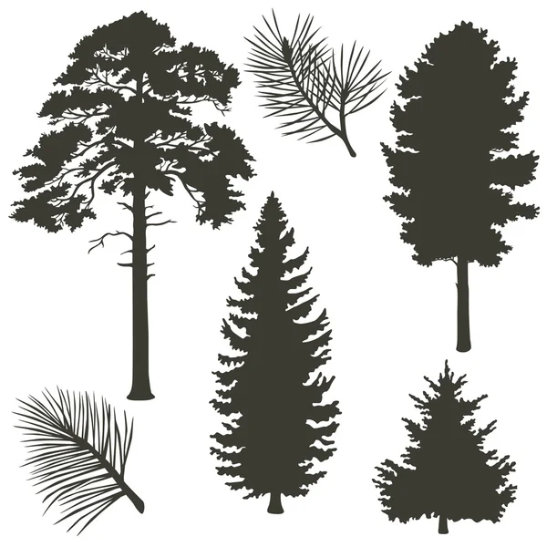 Coniferous trees silhouettes Vector Graphics