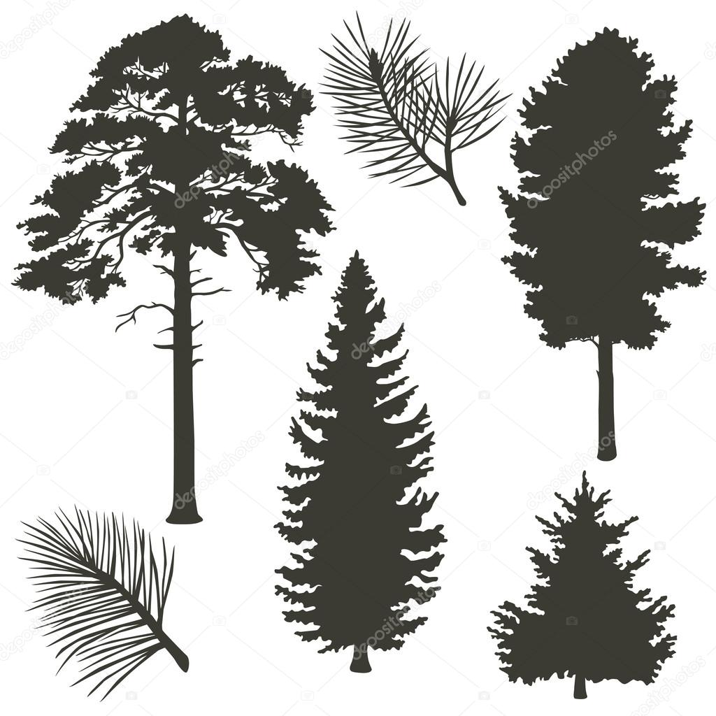 Coniferous trees silhouettes