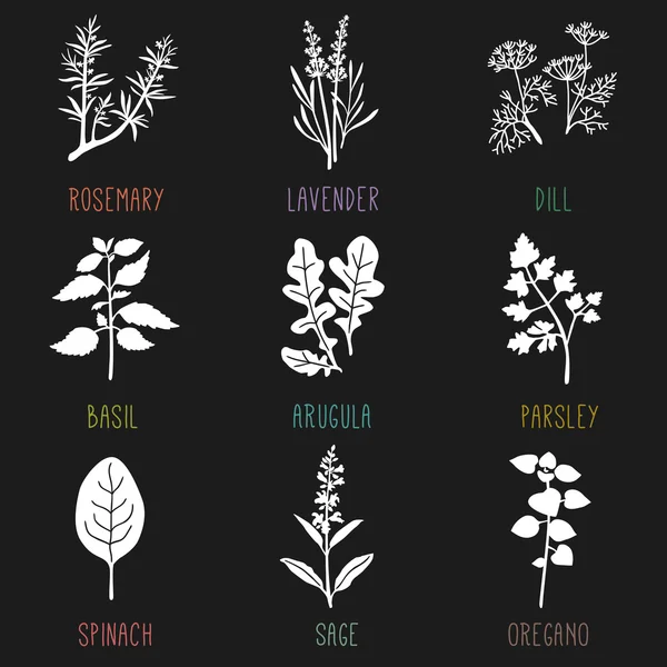 Fresh herbs and spices Stock Illustration