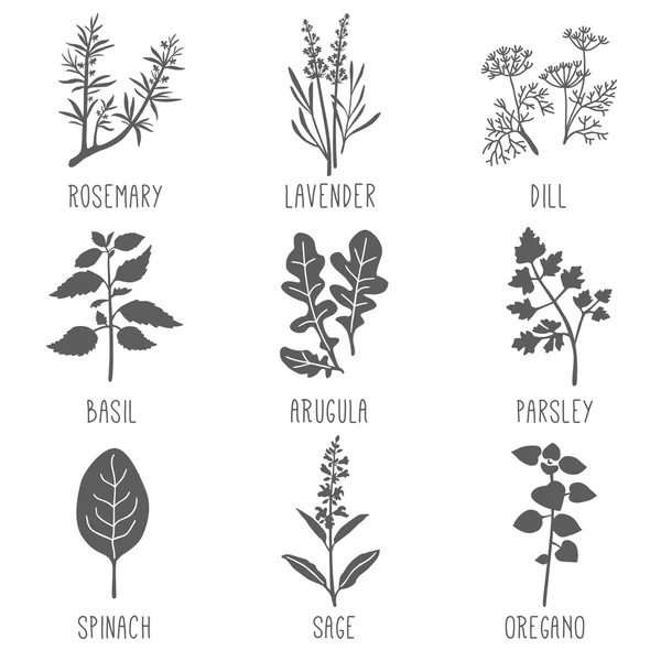 Fresh herbs and spices Stock Illustration