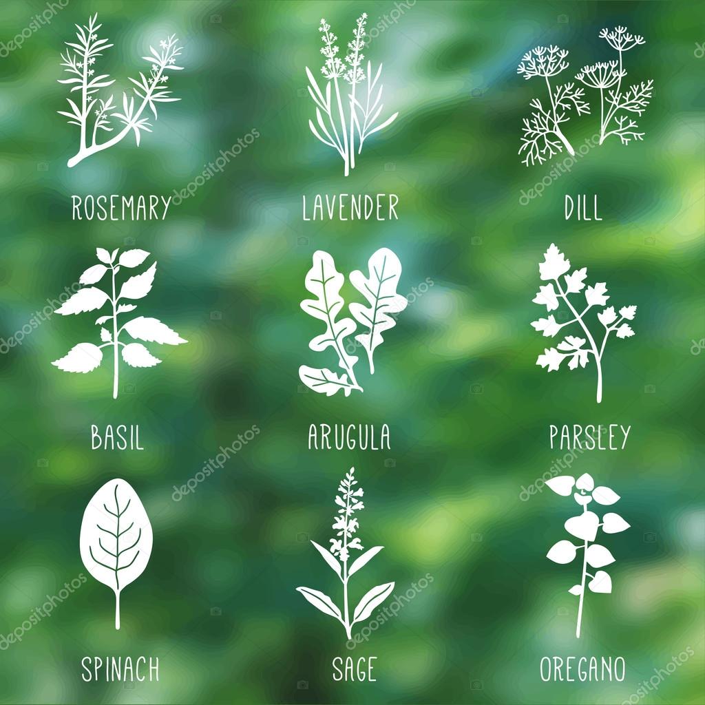 Fresh herbs and spices icon set. Eco products concept on the nature blurry background. Green, organic product. Vector illustration