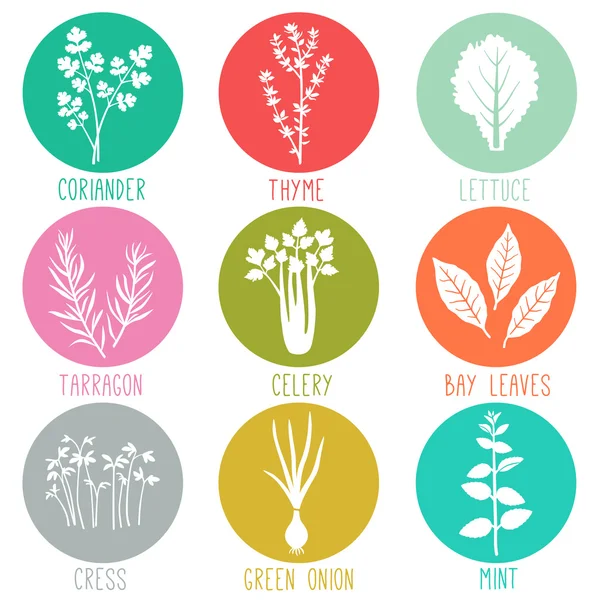 Fresh herbs and spices icons — Stock Vector