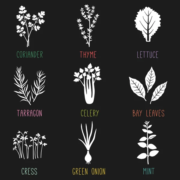 Fresh herbs and spices icons — Stock Vector