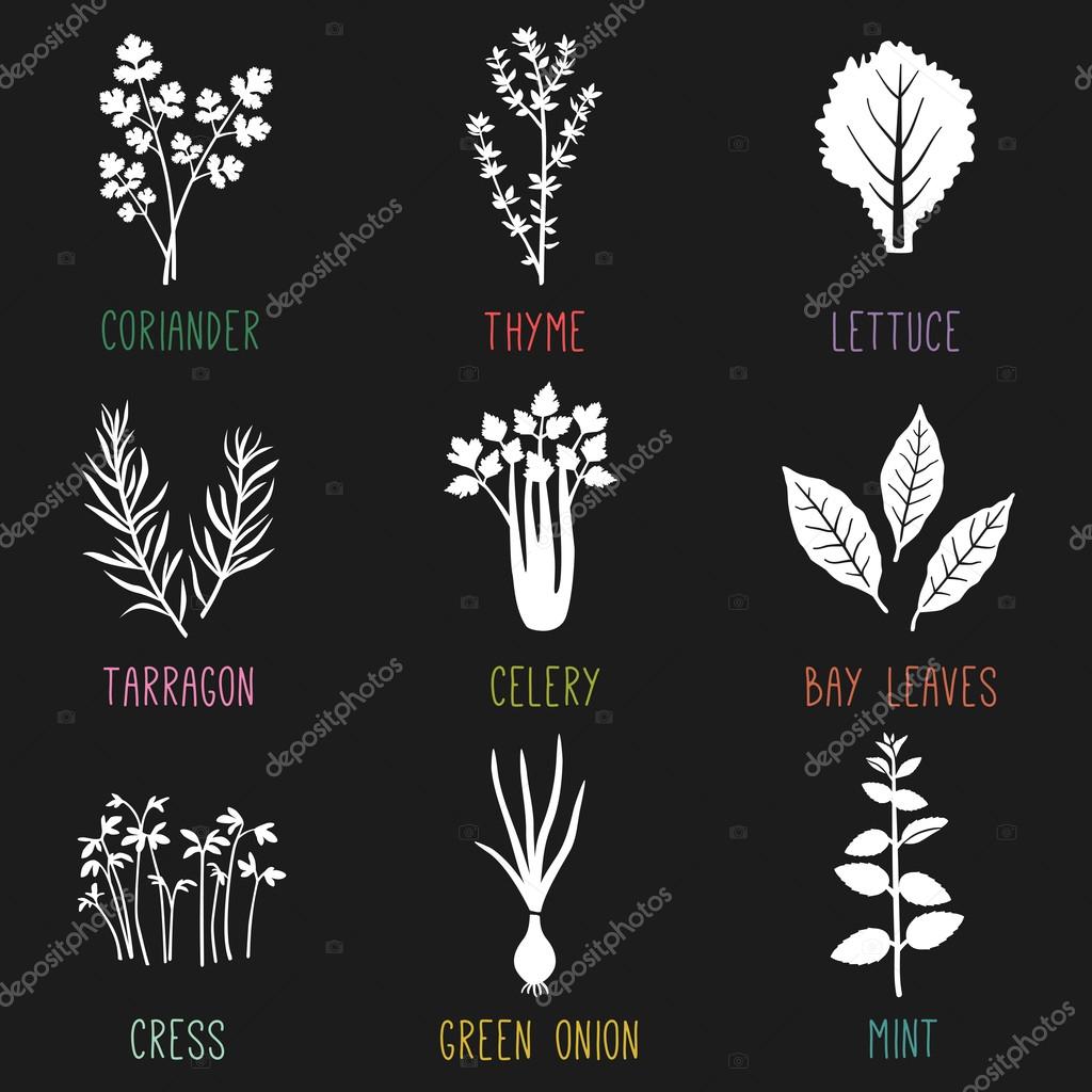 Fresh herbs and spices icons. Vector illustration